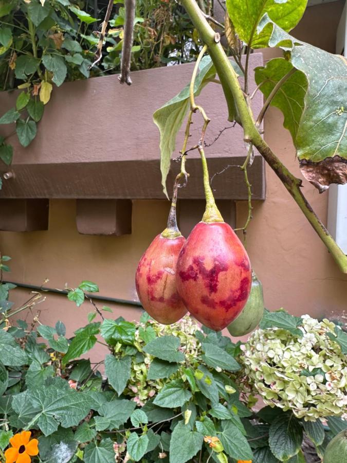 Campus Residencias Bed & Breakfast Quito Luaran gambar